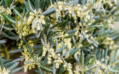 Alergia al olivo: todo lo que tienes que saber
