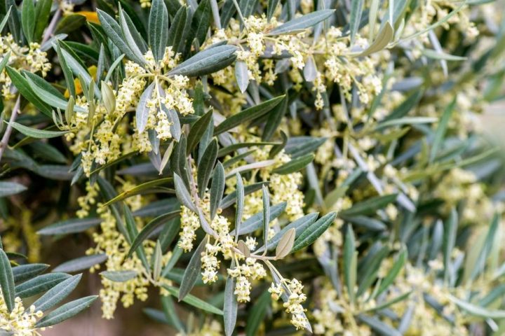 alergia al olivo polen AOVE Baluarte jaen